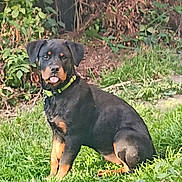 Vinny participe au concours pour gagner de l'argent avec cette photo : animal, canine, collar, cute, dog, fur, grass, greenery, leafy_bush, nature, outdoor, pet, playful, portrait, puppy, rottweiler, sitting, sunlight, tongue_out, young_dog