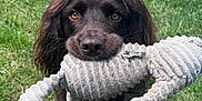 Rusty joined the competition — help win amazing prizes! animal, animal_portrait, backyard, brown_dog, canine, cute, daylight, dog, fur, grass, grass_field, looking_up, nature, outdoor, pet, pet_toy, playful, soft_toy, stuffed_animal, toy