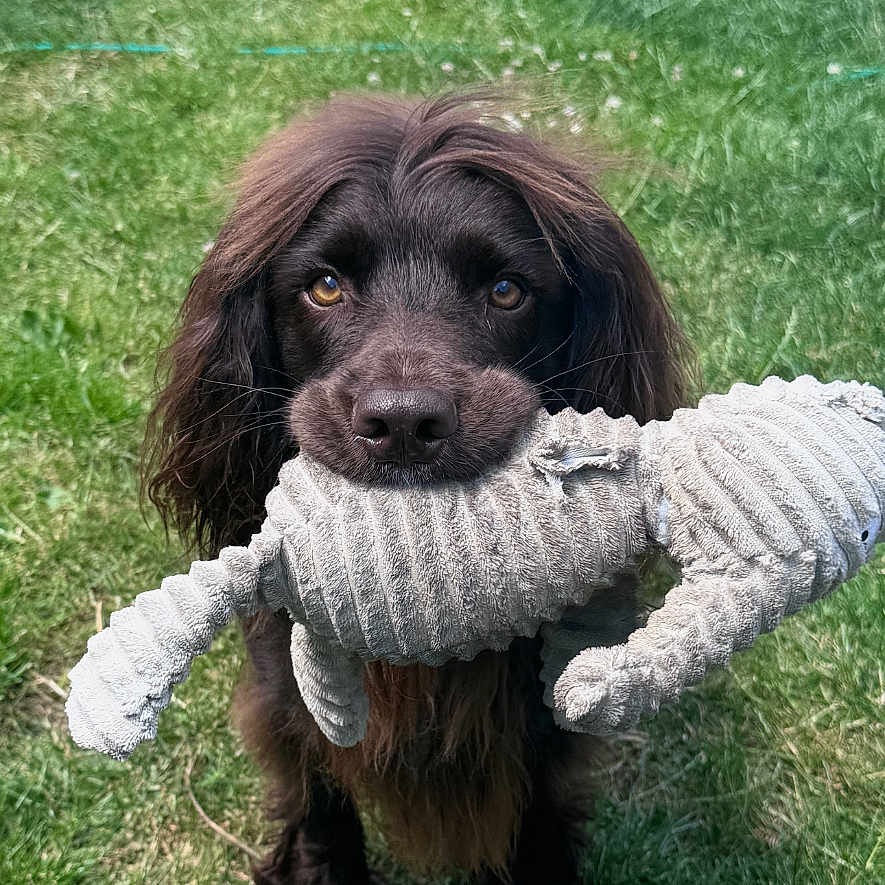 Rusty joined the competition — help win amazing prizes! animal, animal_portrait, backyard, brown_dog, canine, cute, daylight, dog, fur, grass, grass_field, looking_up, nature, outdoor, pet, pet_toy, playful, soft_toy, stuffed_animal, toy