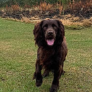 Rusty is registered to the contest to win money with this photo: animal, brown_dog, canine, daylight, dog, field, floppy_ears, forest_edge, grass, grassland, happy, mammal, nature, outdoor, pet, playful, running, tongue_out, trees, walking