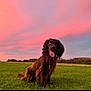 Rusty is registered to the contest to win money with this photo: animal, brown_dog, canine, clouds, dog, field, fluffy, grass, happy_dog, landscape, nature, outdoor, pets, pink_sky, purple_sky, sitting, sky, summer_evening, sunset, tongue_out