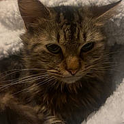 Moumoune participe au concours pour gagner de l'argent avec cette photo : animal, blanket, cat, closeup, comfort, cozy, cute, domestic, ears, feline, fur, indoor, pet, relaxed, resting, sleepy, soft, tabby, warm, whiskers