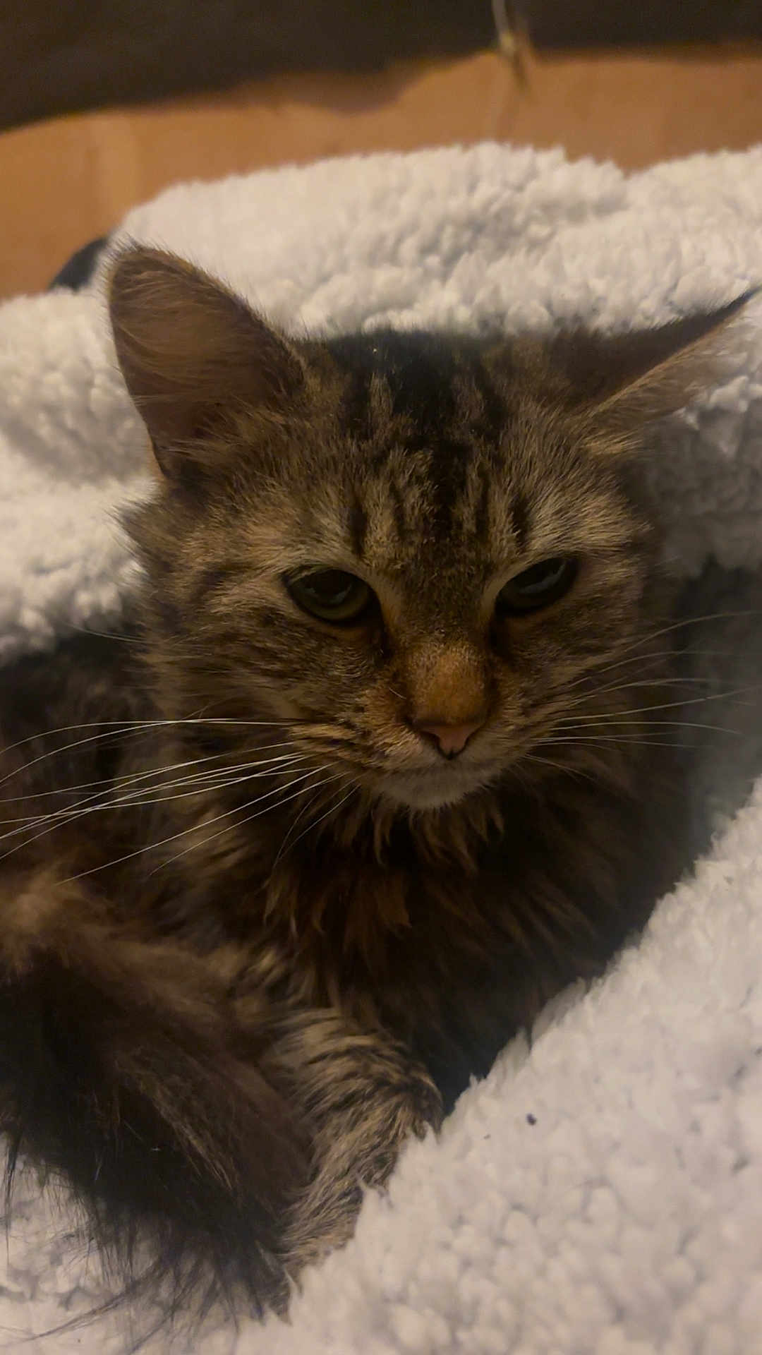 Moumoune participe au concours pour gagner de l'argent avec cette photo : animal, blanket, cat, closeup, comfort, cozy, cute, domestic, ears, feline, fur, indoor, pet, relaxed, resting, sleepy, soft, tabby, warm, whiskers
