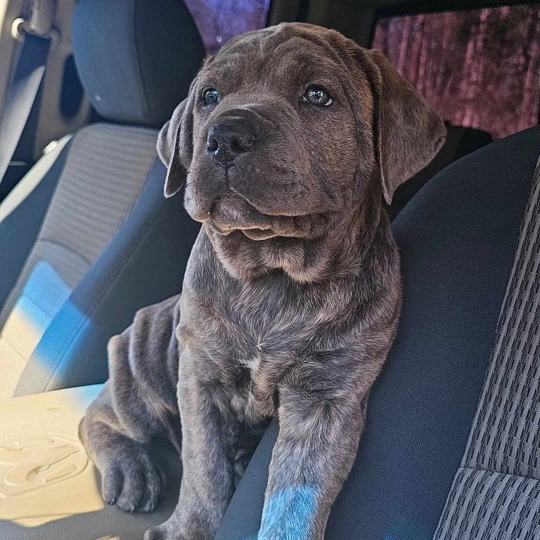 Moose is registered to the contest to win money with this photo: accessories, animal, belt, boxer, bulldog, canine, car, car_interior, carseat, cushion, dog, headrest, homedecor, hound, labradorretriever, pet, pointer, puppy, transportation, vehicle
