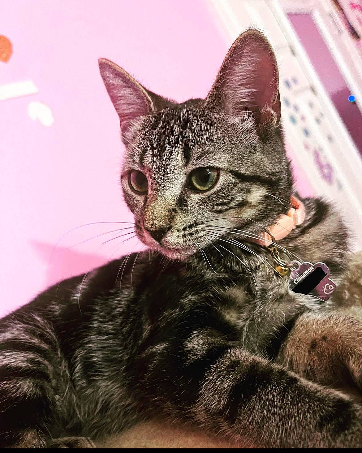 Cinnamon joined the competition — help win amazing prizes! art, carnivore, cat, claw, domestic_short_haired_cat, felidae, fur, paw, pet_supply, photo_caption, sitting, small_to_medium_sized_cats, snout, terrestrial_animal, tree, whiskers, wildlife