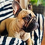 Pasta a rejoint le concours — aidez-le/la à gagner de superbes lots ! animal, blanket, brown, canine, close_up, companion, cozy, cute, dog, ears, french_bulldog, furry, indoor, looking_away, pet, portrait, relaxed, sitting, striped, wrinkles
