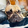 animal, blanket, brown_eyes, close_up, cozy, cute, dog, ears, expression, face, french_bulldog, fur, indoor, nose, pet, portrait, resting, snout, striped, wrinkles