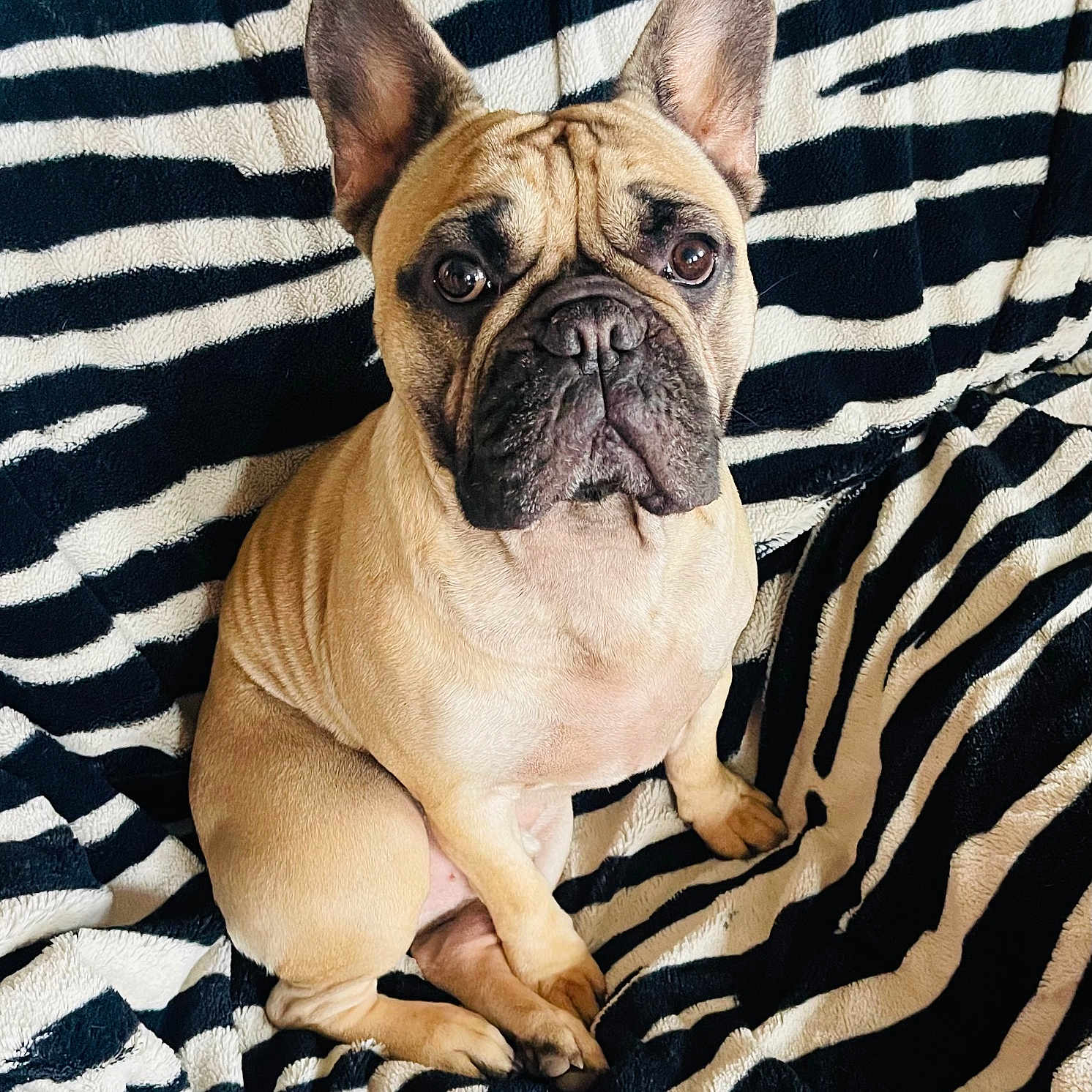 Pasta a rejoint le concours — aidez-le/la à gagner de superbes lots ! animal, blanket, companion, cozy, cute, dog, domestic_animal, ears, expression, face, french_bulldog, fur, indoor, mammal, paw, pet, portrait, sitting, snout, zebra_pattern