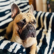 Pasta participe au concours pour gagner de l'argent avec cette photo : animal, black, brown, canine, closeup, cozy, cute, dog, ears, expression, face, french_bulldog, fur, indoor, pet, portrait, resting, striped_blanket, white, wrinkles