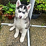 Vaiana participe au concours pour gagner de l'argent avec cette photo : husky, puppy, dog, blue_eyes, fur, outdoor, plants, greenery, pet, cute, small, sitting, nose, ears, young, animal, nature, garden, ground, texture