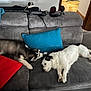 dog, husky, white_dog, black_spots, couch, pillow, red_pillow, blue_pillow, blanket, headphones, living_room, indoor, pet, resting, fur, animal, relaxing, furniture, home, companion