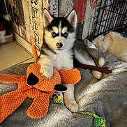 Vaiana a rejoint le concours — aidez-le/la à gagner de superbes lots ! puppy, dog, siberian_husky, blue_eyes, plush_toy, orange_toy, blanket, pet_bed, rope_toy, indoor, cozy, fur, cute, animal, young_dog, floor, crate, wooden_wall, pet, resting