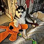 puppy, dog, siberian_husky, blue_eyes, plush_toy, orange_toy, blanket, pet_bed, rope_toy, indoor, cozy, fur, cute, animal, young_dog, floor, crate, wooden_wall, pet, resting