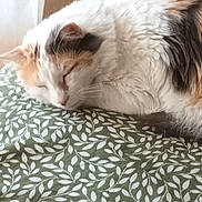 Maya participe au concours pour gagner de l'argent avec cette photo : cat, sleeping, calico, indoor, blanket, patterned, leafy, cozy, fur, pet, resting, natural_light, window, nap, domestic_animal, comfort, quiet, feline, whiskers, bed
