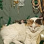 Maya a rejoint le concours — aidez-le/la à gagner de superbes lots ! cat, fluffy, white_cat, striped_fabric, wicker_basket, jewelry, necklaces, bracelets, green, gold, pearls, relaxed, pet, indoor, feline, animal, cute, resting, cozy, accessories
