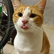 Charli participe au concours pour gagner de l'argent avec cette photo : cat, orange_cat, white_cat, pet, indoor, animal, whiskers, tongue_out, cute, feline, sitting, floor, bicycle_wheel, closeup, playful, domestic_cat, fur, ears, eyes, nose