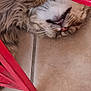 animal, brown_cat, cat, close_up, cute, domestic_cat, feline, fluffy, fur, household, indoor, lying_down, pet, red_chair, relaxed, resting, tile_floor, tongue_out, upside_down, whiskers