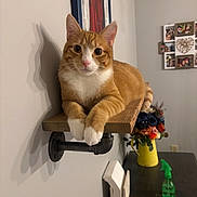 Jules joined the competition — help win amazing prizes! alert, animal, cat, feline, flowers, framed_photos, front_facing, home, household, indoors, orange_cat, pet, portrait, shelf, spray_bottle, table, vase, wall_mounted_shelf, white_chest, wood