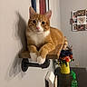 alert, animal, cat, feline, flowers, framed_photos, front_facing, home, household, indoors, orange_cat, pet, portrait, shelf, spray_bottle, table, vase, wall_mounted_shelf, white_chest, wood