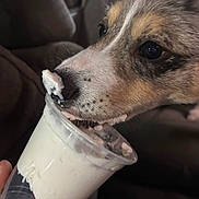 Winnie joined the competition — help win amazing prizes! dog, close_up, plastic_cup, cream, treat, nose, licking, pet, animal, fur, brown, white, black, indoor, hand, food, cute, snout, focused, background_blur