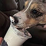 animal, background_blur, black, brown, close_up, cream, cute, dog, focused, food, fur, hand, indoor, licking, nose, pet, plastic_cup, snout, treat, white