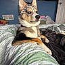 animal, bed, blanket, blue_wall, comfortable, cozy, dog, door, ears, fur, furniture, home, indoor, paw, pet, portrait, quilt, relaxed, resting, snout