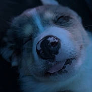 Winnie is registered to the contest to win money with this photo: animal, calm, canine, close_up, cozy, cute, dark_background, dog, domestic_animal, face, fur, mammal, nose, pet, portrait, relaxed, sleeping, snout, tongue_out, whiskers