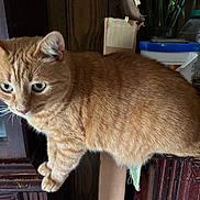 Timmy joined the competition — help win amazing prizes! cardboard_box, cat, claws, closeup, container, curious, domestic_animal, ears, eyes, feline, fur, ginger_cat, household_items, indoor, mammal, pet, plants, shelf, whiskers, wooden_furniture