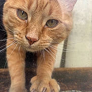 Timmy is registered to the contest to win money with this photo: cat, orange_tabby, paw, claws, close_up, glass, curious, whiskers, face, eyes, fur, pet, animal, indoor, scratching, clawing, window, reflection, texture, closeup