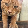 cat, orange_tabby, paw, claws, close_up, glass, curious, whiskers, face, eyes, fur, pet, animal, indoor, scratching, clawing, window, reflection, texture, closeup