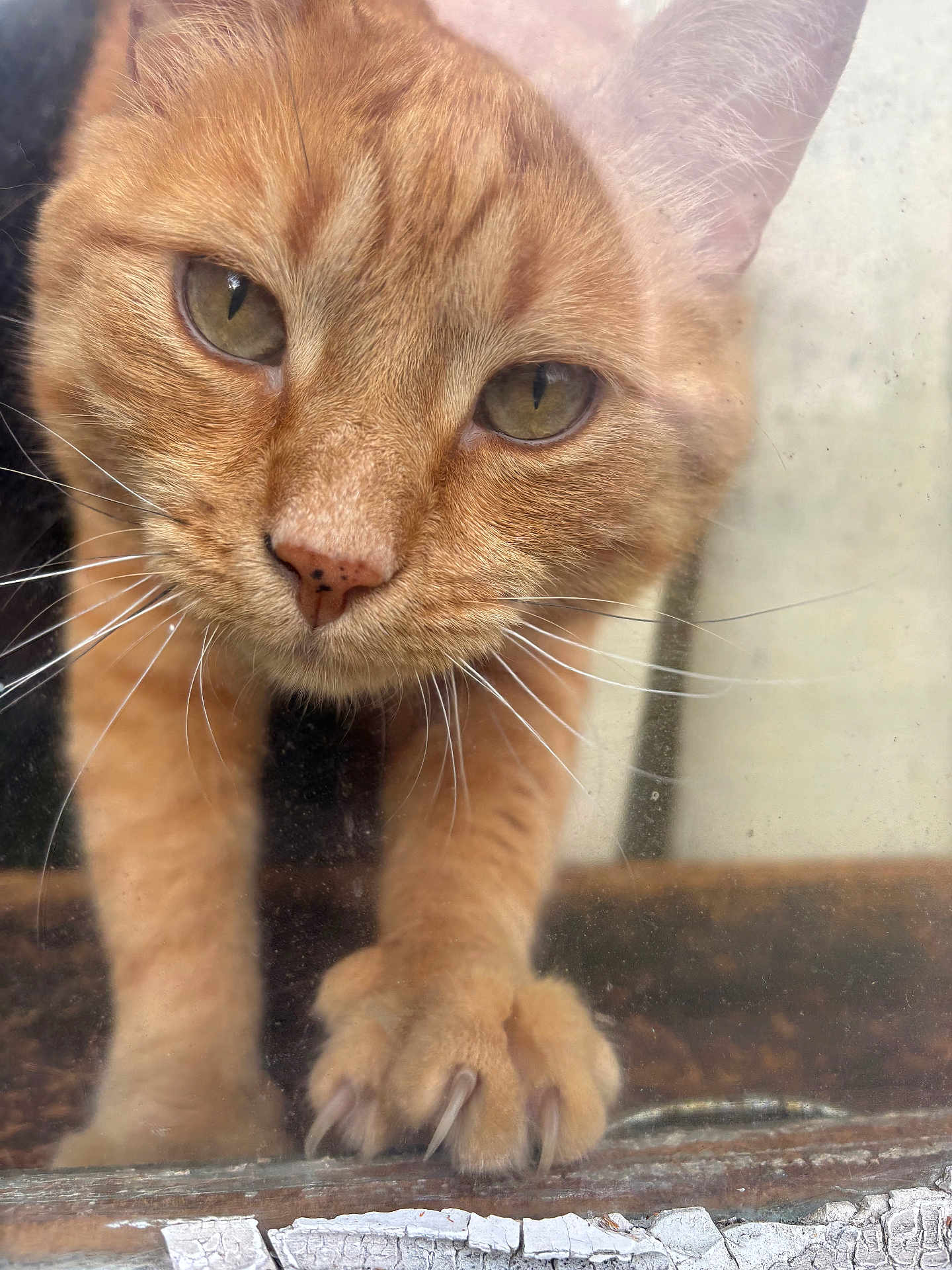 Timmy is registered to the contest to win money with this photo: cat, orange_tabby, paw, claws, close_up, glass, curious, whiskers, face, eyes, fur, pet, animal, indoor, scratching, clawing, window, reflection, texture, closeup