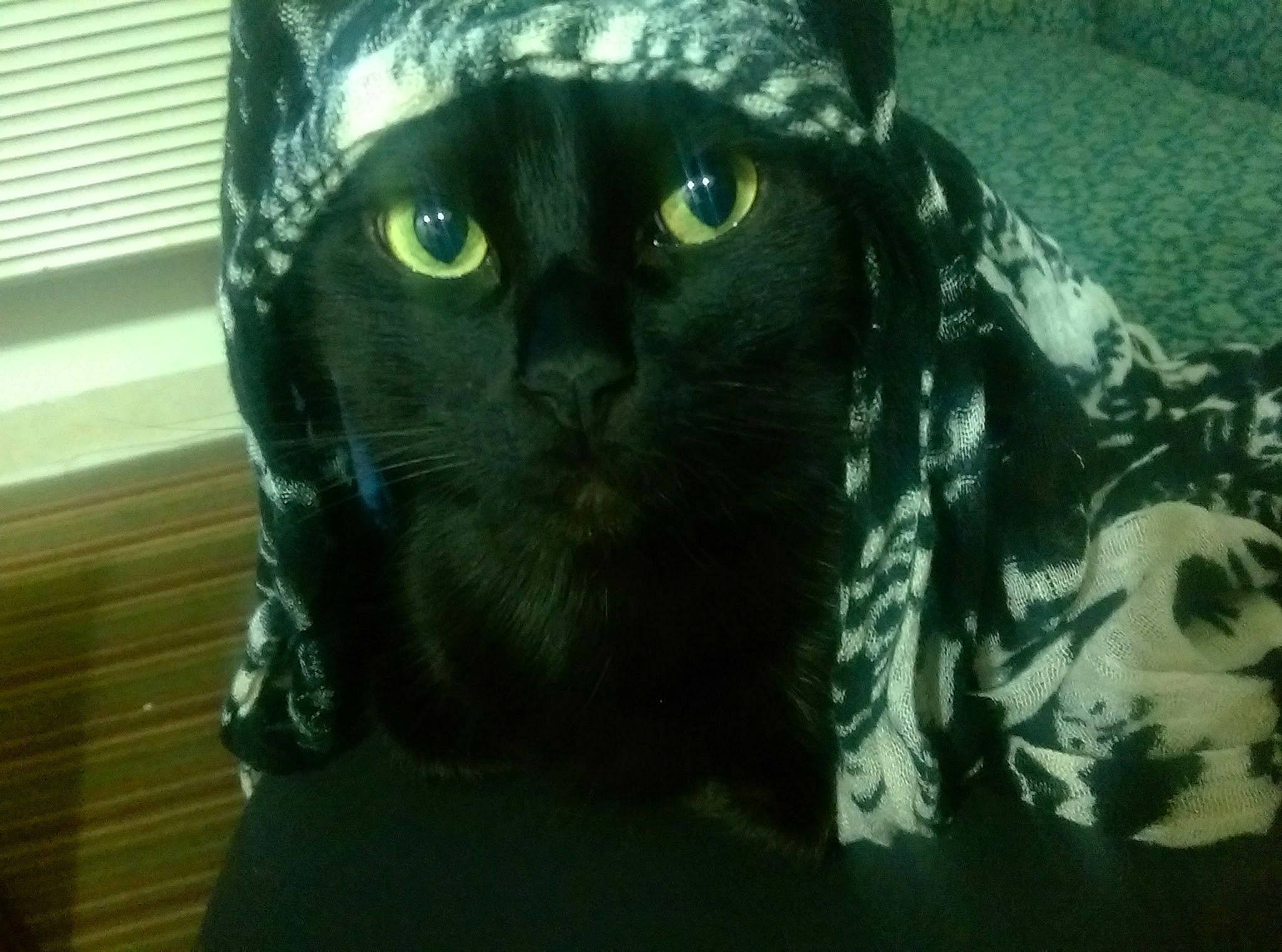 Cha-cha is registered to the contest to win money with this photo: american_shorthair, asian, black_cat, carnivore, cat, domestic_short_haired_cat, european_shorthair, felidae, mammal, organism, small_to_medium_sized_cats, snout, whiskers