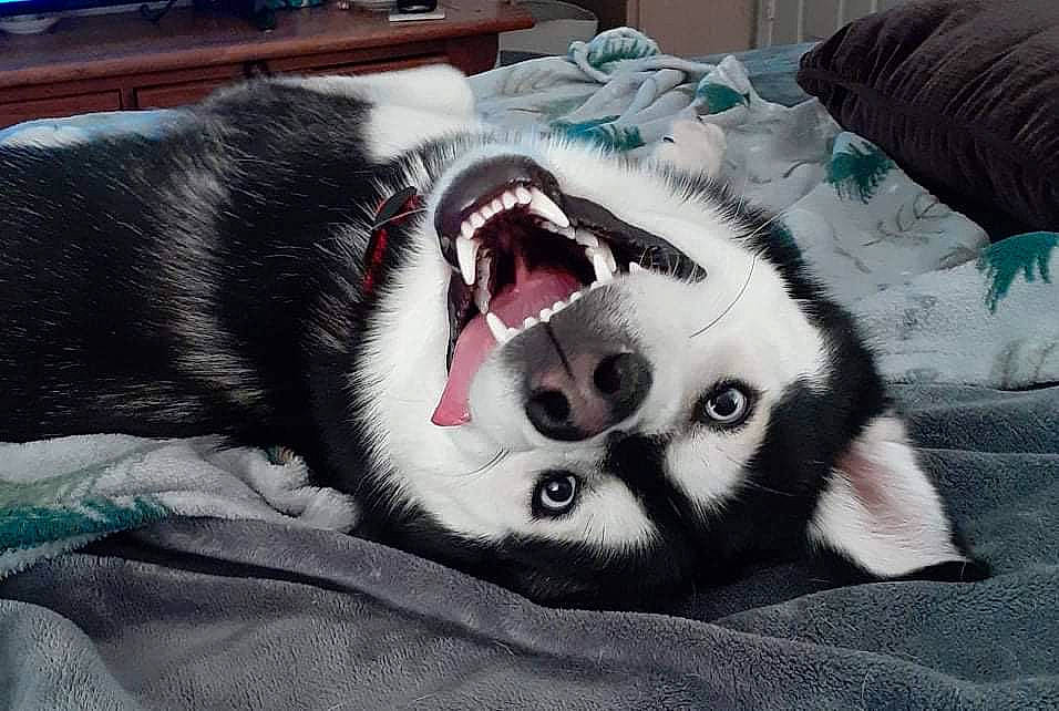 Kimo joined the competition — help win amazing prizes! canidae, carnivore, comfort, companion_dog, dog_breed, domestic_short_haired_cat, fang, felidae, fur, grey, jaw, linens, nap, natural_material, small_to_medium_sized_cats, snout, sporting_group, terrestrial_animal, whiskers, working_animal