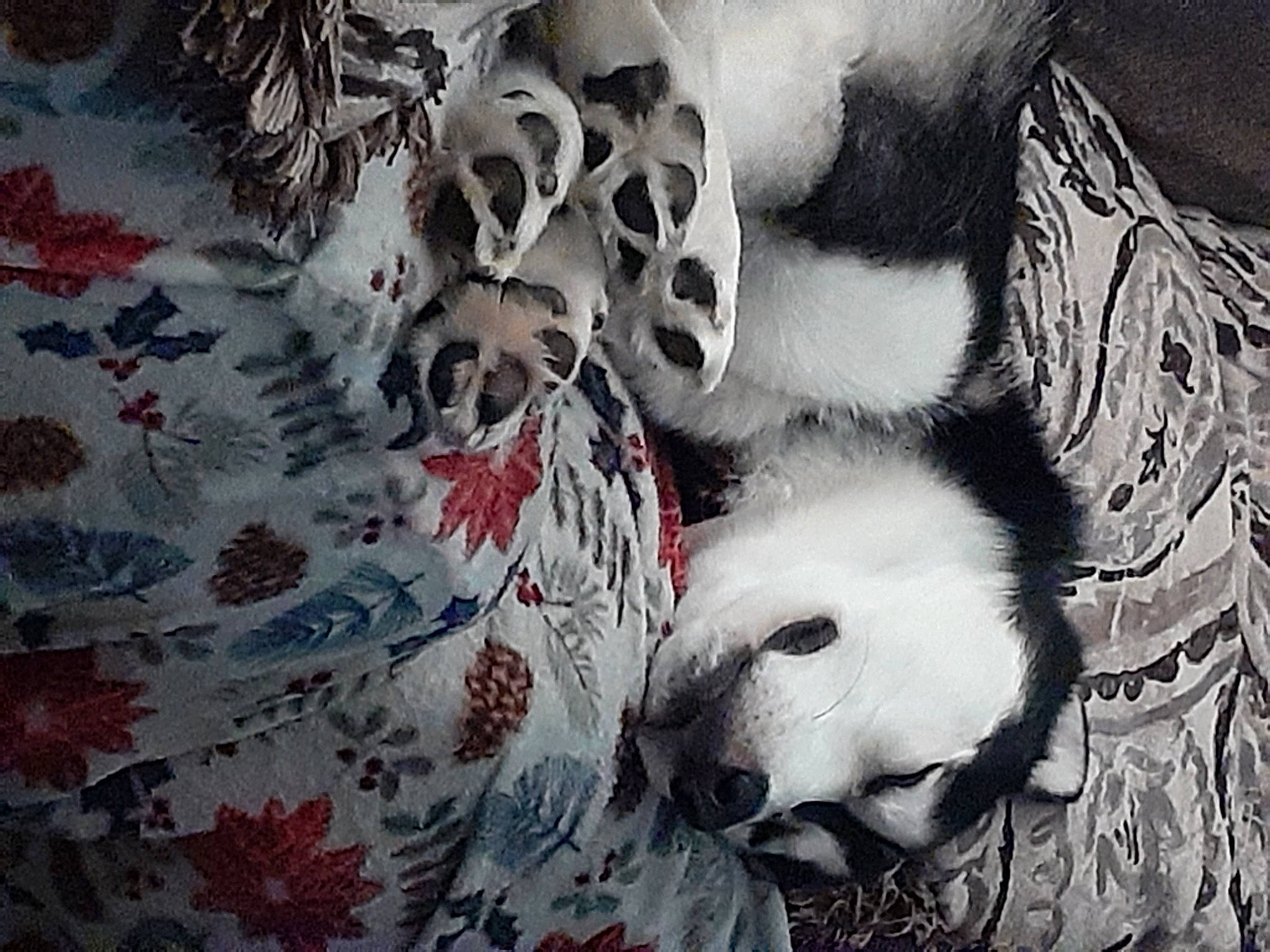 Kimo joined the competition — help win amazing prizes! art, canidae, carnivore, companion_dog, dog_breed, fawn, feather, felidae, fur, grey, monochrome, monochrome_photography, pattern, paw, small_to_medium_sized_cats, snout, sporting_group, tail, whiskers, wildlife