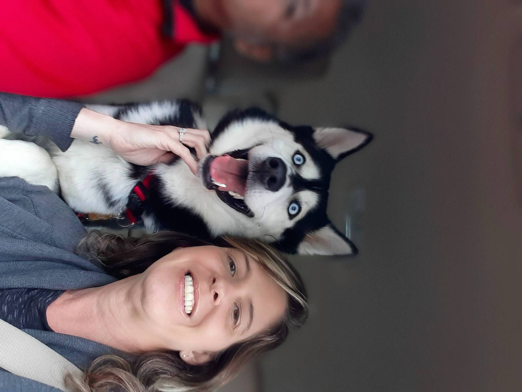 Kimo joined the competition — help win amazing prizes! canidae, carnivore, companion_dog, dog_breed, eyewear, fawn, felidae, flash_photography, fur, gesture, happy, jaw, siberian_husky, sled_dog, small_to_medium_sized_cats, smile, snout, sporting_group, whiskers, wolf