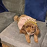 Summer Skye is registered to the contest to win money with this photo: animal, brown_dog, celebration, companion, costume, couch, curly_hair, cute, dog, domestic_animal, furniture, gray, headband, indoor, looking_at_camera, party_hat, pet, pink_outfit, relaxed, small_dog
