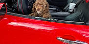 Summer Skye is registered to the contest to win money with this photo: animal, brown_dog, car, convertible, cup_holder, curious, dog, fur, nature, outdoor, parked, pet, puppy, red_car, roadside, seat, side_view, steering_wheel, vehicle, window