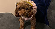 Summer Skye is registered to the contest to win money with this photo: animal, blue_pillow, brown_dog, celebration, costume, couch, curly_hair, cute, dog, domestic_animal, floor, fur, furry, headband, indoor, looking_at_camera, party_hat, pet, small_dog, text_accessory