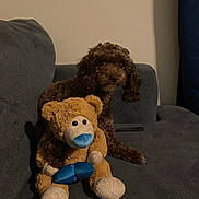 Summer Skye joined the competition — help win amazing prizes! animal, brown_dog, companion, couch, cozy, curly_fur, cute, dog, domestic, furniture, home, indoor, pet, plush_toy, relaxed, sitting, soft_lighting, stuffed_animal, teddy_bear, toy