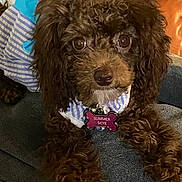 Summer Skye joined the competition — help win amazing prizes! dog, curly_fur, brown_dog, pet, collar, tag, outfit, striped_clothing, indoor, closeup, cute, animal, canine, fur, face, eyes, nose, paws, resting, couch