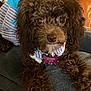 dog, curly_fur, brown_dog, pet, collar, tag, outfit, striped_clothing, indoor, closeup, cute, animal, canine, fur, face, eyes, nose, paws, resting, couch