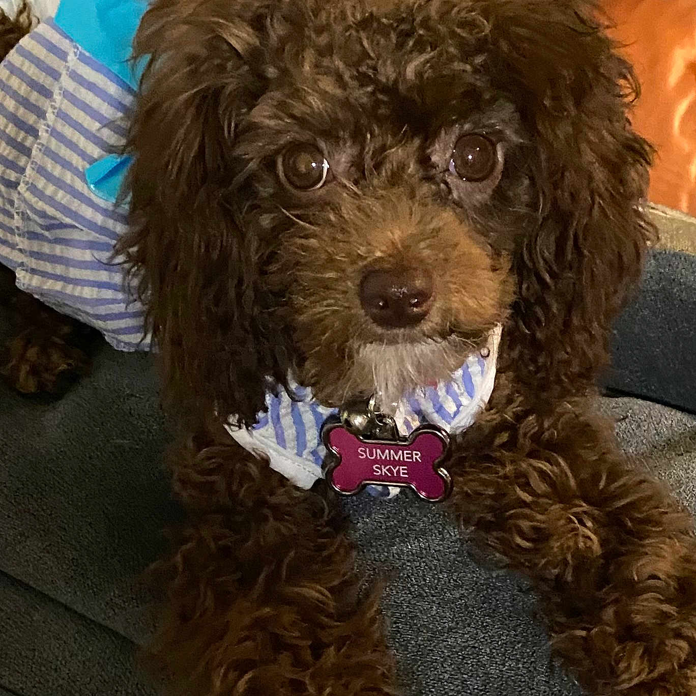 Summer Skye joined the competition — help win amazing prizes! animal, brown_dog, canine, closeup, collar, couch, curly_fur, cute, dog, eyes, face, fur, indoor, nose, outfit, paws, pet, resting, striped_clothing, tag