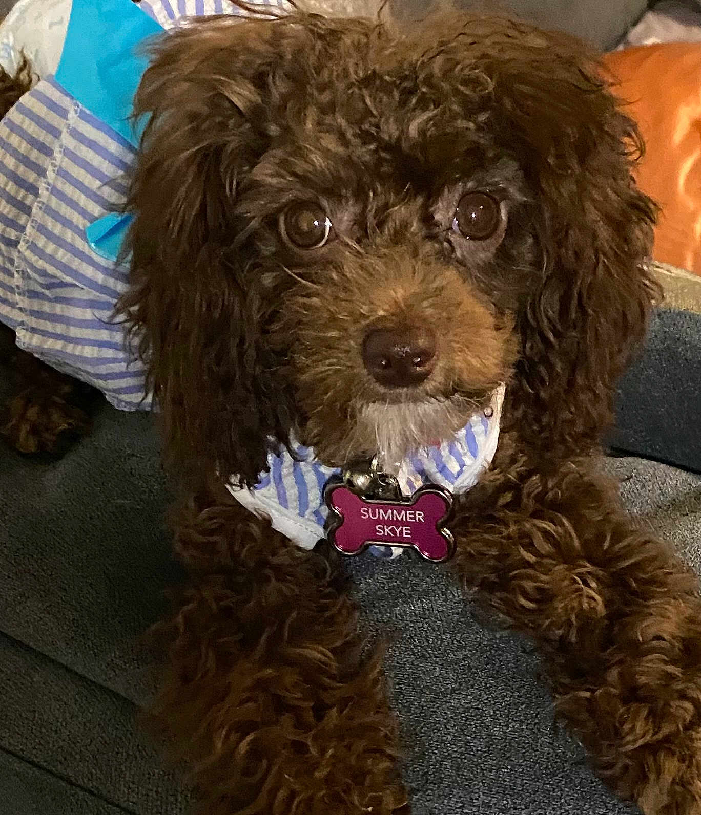 Summer Skye joined the competition — help win amazing prizes! dog, curly_fur, brown_dog, pet, collar, tag, outfit, striped_clothing, indoor, closeup, cute, animal, canine, fur, face, eyes, nose, paws, resting, couch