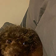 Summer Skye is registered to the contest to win money with this photo: animal, bed, blanket, brown, close_up, companion, cozy, curly_hair, cute, cute_pet, dog, domestic_animal, face, fur, human_arm, indoor, pet, relaxed, resting, sleepy