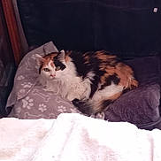 Blondie participe au concours pour gagner de l'argent avec cette photo : animal, blanket, calico, cat, closeup, comfort, cozy, cute, feline, fluffy, fur, home, indoor, looking, pet, pillow, relaxed, resting, sleeping_area, soft