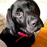 Onyx joined the competition — help win amazing prizes! adorable, animal, black_labrador, brown_eyes, close_up, collar, companion, curious, cute, dog, domestic_animal, face, fur, indoor, indoor_lighting, looking_up, pet, portrait, puppy, young