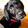 adorable, animal, black_labrador, brown_eyes, close_up, collar, companion, curious, cute, dog, domestic_animal, face, fur, indoor, indoor_lighting, looking_up, pet, portrait, puppy, young