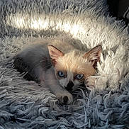 Méa participe au concours pour gagner de l'argent avec cette photo : animal, blanket, blue_eyes, cat, cozy, cute, feline, fluffy, fur, indoor, kitten, paw, pet, relaxed, resting, sleepy, soft_light, texture, whiskers, young