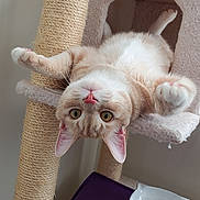 Teddy joined the competition — help win amazing prizes! cat, cat_tree, upside_down, orange_cat, white_cat, pet, indoor, furniture, curious, kitten, playful, relaxed, cozy, pink_nose, whiskers, claws, bowl, purple_mat, home, animal