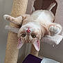 cat, cat_tree, upside_down, orange_cat, white_cat, pet, indoor, furniture, curious, kitten, playful, relaxed, cozy, pink_nose, whiskers, claws, bowl, purple_mat, home, animal